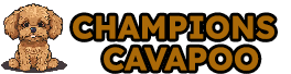 Champions Cavapoo